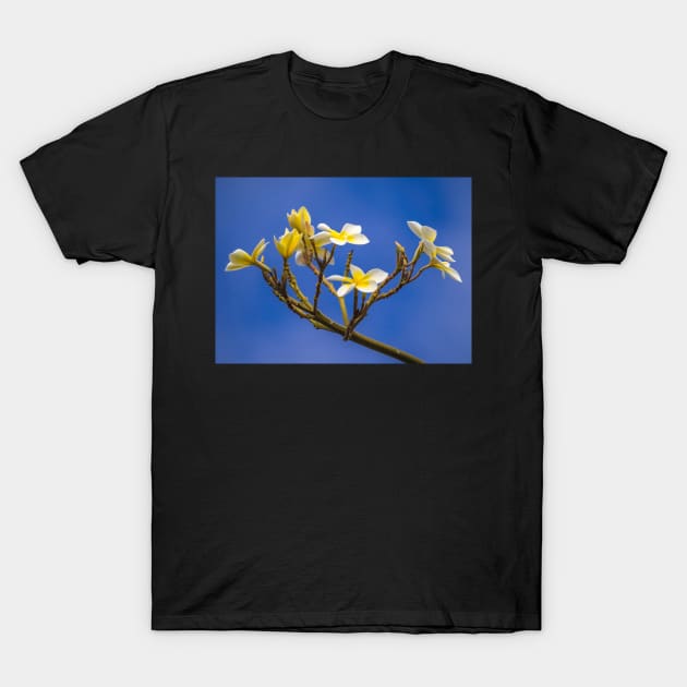 Plumeria T-Shirt by algill